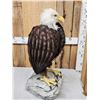 Image 6 : 100% Reproduction Bald Eagle Bird Taxidermy