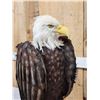 Image 7 : 100% Reproduction Bald Eagle Bird Taxidermy