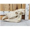 Image 1 : Zebra Skull Taxidermy