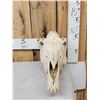 Image 2 : Zebra Skull Taxidermy