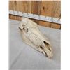 Image 3 : Zebra Skull Taxidermy