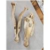Image 4 : Zebra Skull Taxidermy