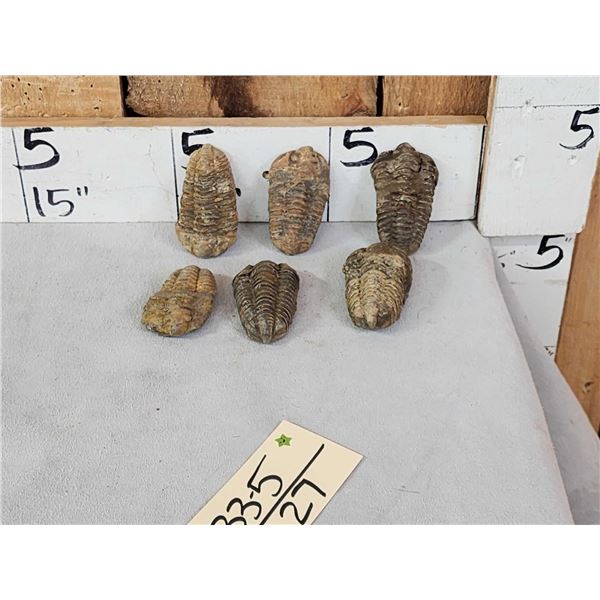 6 Fossilized Trilobites