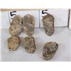 Image 4 : 6 Fossilized Trilobites
