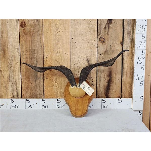 Feral Goat Horns On Plaque Taxidermy