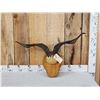 Image 1 : Feral Goat Horns On Plaque Taxidermy