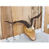 Image 2 : Feral Goat Horns On Plaque Taxidermy