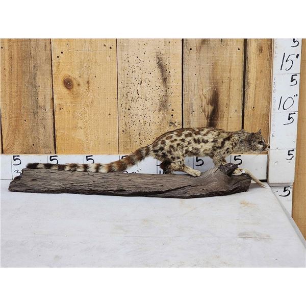African Genet Cat Full Body Taxidermy Mount
