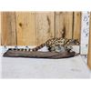 Image 1 : African Genet Cat Full Body Taxidermy Mount