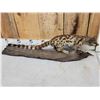 Image 3 : African Genet Cat Full Body Taxidermy Mount