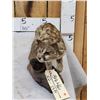 Image 4 : African Genet Cat Full Body Taxidermy Mount