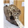 Image 5 : African Genet Cat Full Body Taxidermy Mount