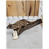 Image 6 : African Genet Cat Full Body Taxidermy Mount