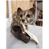 Image 7 : African Genet Cat Full Body Taxidermy Mount