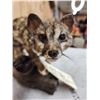 Image 8 : African Genet Cat Full Body Taxidermy Mount