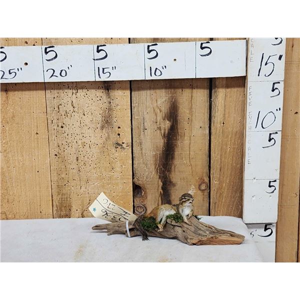 Chipmunk On Driftwood Taxidermy Mount