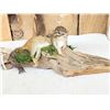 Image 2 : Chipmunk On Driftwood Taxidermy Mount