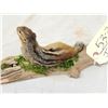 Image 5 : Chipmunk On Driftwood Taxidermy Mount