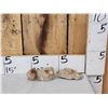 Image 1 : Prehistoric Mausasaur Teeth In Matrix