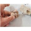 Image 3 : Prehistoric Mausasaur Teeth In Matrix