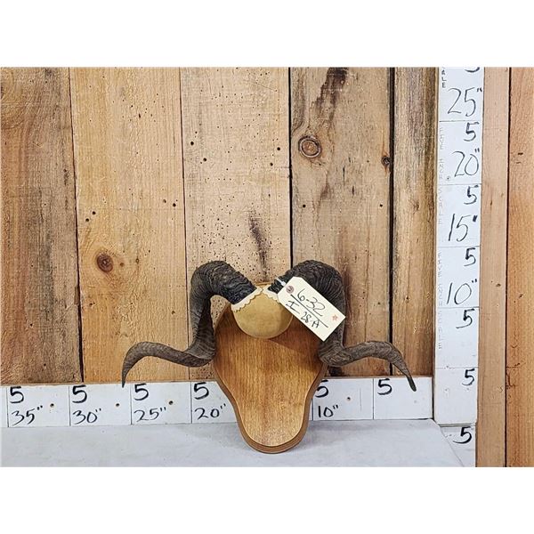 Ram Sheep Horns On Plaque Taxidermy