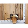 Image 1 : Ram Sheep Horns On Plaque Taxidermy