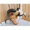 Image 2 : Ram Sheep Horns On Plaque Taxidermy