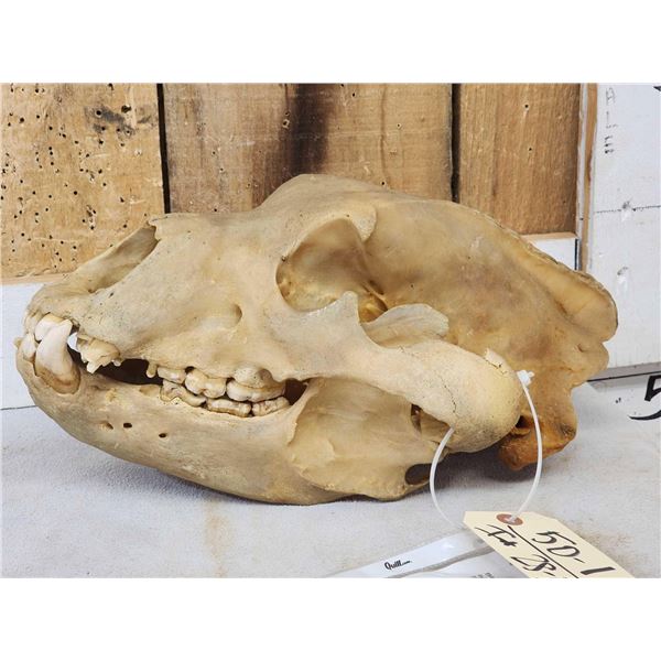 Alaskan Grizzly Bear Skull Taxidermy