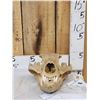 Image 2 : Alaskan Grizzly Bear Skull Taxidermy