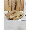 Image 3 : Alaskan Grizzly Bear Skull Taxidermy