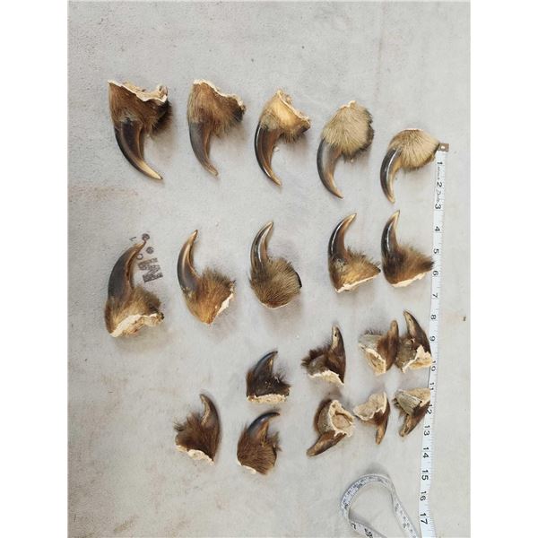 Set Of 19 Canadian Grizzly Bear Claws Taxidermy