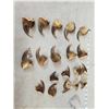 Image 1 : Set Of 19 Canadian Grizzly Bear Claws Taxidermy