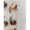 Image 2 : Set Of 19 Canadian Grizzly Bear Claws Taxidermy