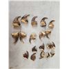 Image 4 : Set Of 19 Canadian Grizzly Bear Claws Taxidermy