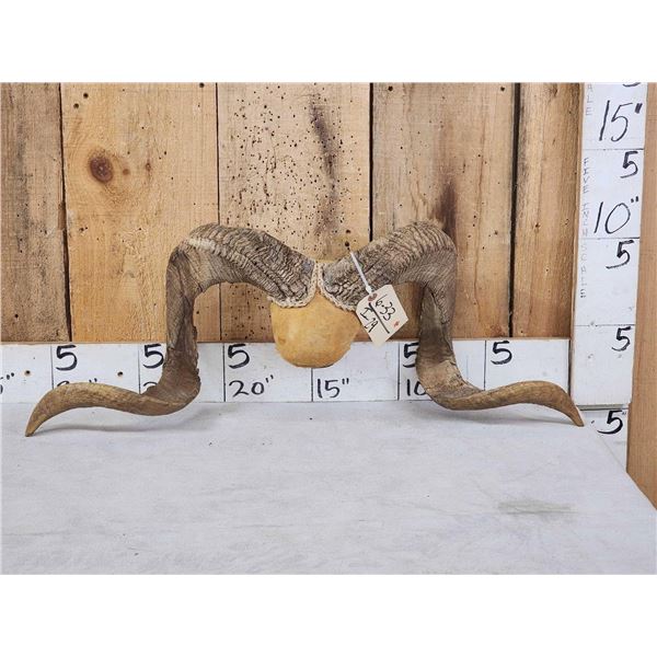 Ram Sheep Horns On Plaque