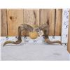 Image 1 : Ram Sheep Horns On Plaque