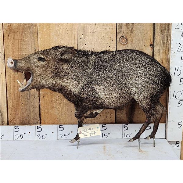 Javelina Or Collared Peccary Full Body Taxidermy Mount
