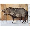 Image 1 : Javelina Or Collared Peccary Full Body Taxidermy Mount