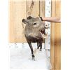 Image 2 : Javelina Or Collared Peccary Full Body Taxidermy Mount