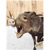 Image 3 : Javelina Or Collared Peccary Full Body Taxidermy Mount