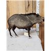 Image 4 : Javelina Or Collared Peccary Full Body Taxidermy Mount