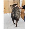 Image 5 : Javelina Or Collared Peccary Full Body Taxidermy Mount
