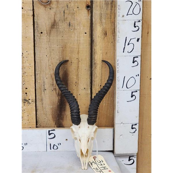 Juvenile African Springbok Skull Taxidermy