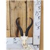 Image 1 : Juvenile African Springbok Skull Taxidermy
