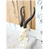 Image 2 : Juvenile African Springbok Skull Taxidermy