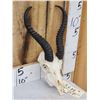 Image 3 : Juvenile African Springbok Skull Taxidermy