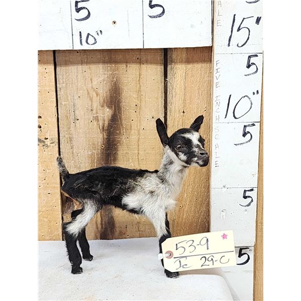 Baby Goat Full Body Taxidermy Mount