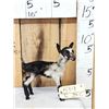 Image 1 : Baby Goat Full Body Taxidermy Mount