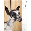 Image 2 : Baby Goat Full Body Taxidermy Mount