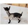 Image 4 : Baby Goat Full Body Taxidermy Mount